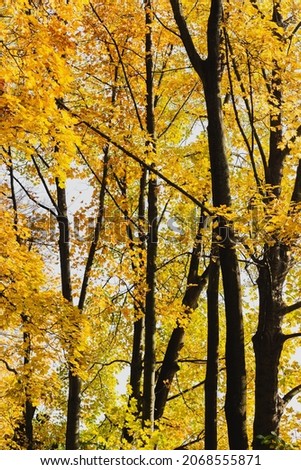 Autumn forest texture. Yellow leaves. High trees. Fall season. Side view.