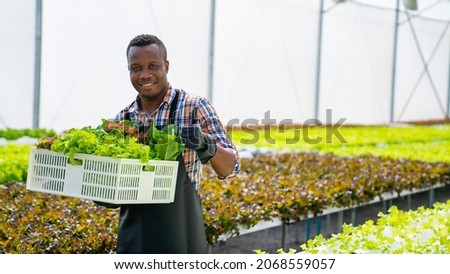 Portrait of Smiling African man farmer holding a crate of fresh organic vegetables in hydroponics greenhouse plantation. Small business food delivery, restaurant and supermarket advertising concept Royalty-Free Stock Photo #2068559057