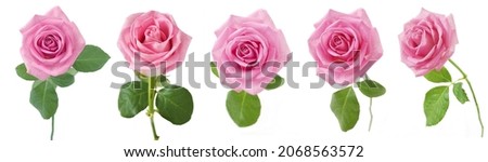 pink rose with stem and green leaves isolated on white background, set, collection, closeup Royalty-Free Stock Photo #2068563572