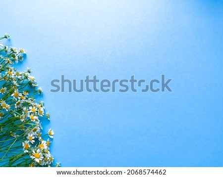 Border banner with chamomile flower on a blue background, top view, copy space. Summer, spring  banner background, cozy flat lay. Lay out, top view. Greeting card with delicate flowers. Space for text