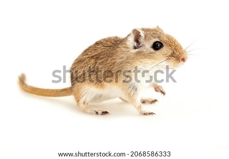 Cute small gerbil on wight background