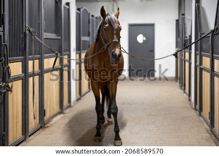 Cropped image of brown Thoroughbred horse in stable. Concept of rural rest and leisure. Green tourism. Idea of farm animal lifestyle Royalty-Free Stock Photo #2068589570
