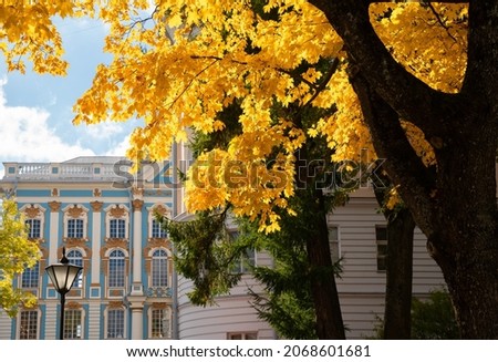 Cityscape, St. Petersburg, Catherine Park, tree trunks with yellow leaves, maple, on the background of the palace