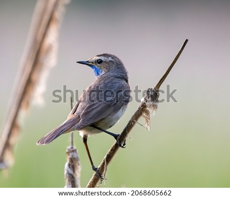 Beautiful birds on the background of forest, field, panorama. All seasons: summer, autumn, spring, winter; tree textures, bright photos taken in the morning, evening, afternoon. 