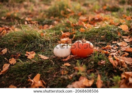 White and orange decorative pumpkins on green grass, in yellow foliage. Harvesting.