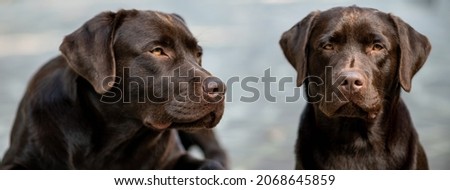 Banner or header with two dogs. Close-up portrait of chocolate labrador retriever looking at the camera. Royalty-Free Stock Photo #2068645859