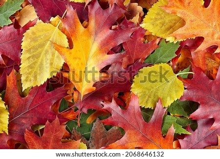 Background of group of autumn leaves. Colorful and bright background of fallen autumn leaves.