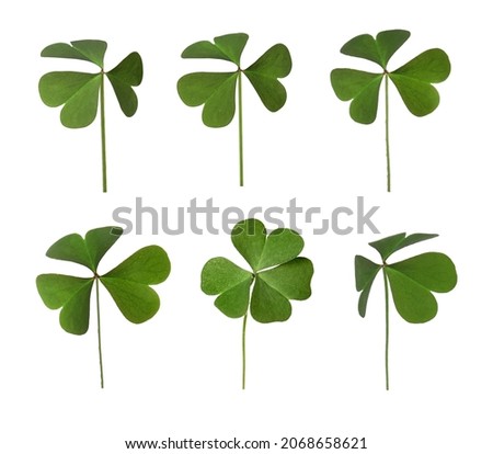 Set with fresh green clover leaves on white background 
