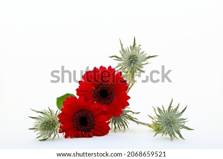 Two dark red gerber daisies and green flower branch with white background