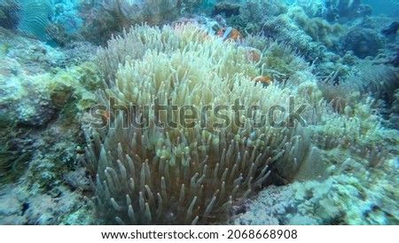 Underwater photography of coral reefs. Clear blue water, beautiful corals.