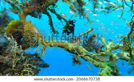 Underwater photography of coral reefs. Clear blue water, beautiful corals.