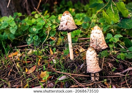 Three mushrooms on the forest floor in autumnal branches.