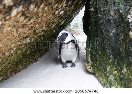 African penguin looking at the camera from between rocks