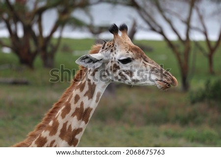 Giraffa camelopardalis tippelskirchi close up