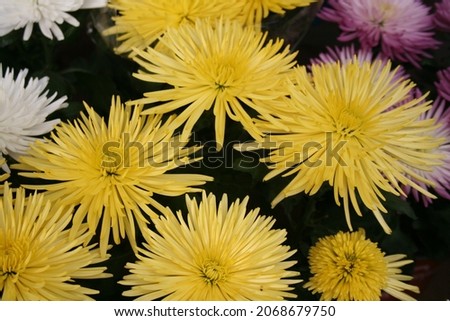 beautiful dutch flowers close up