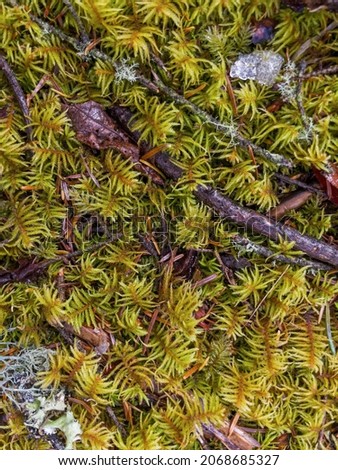 moss covered pine branch. High quality photo
