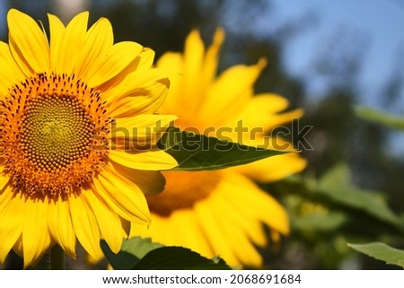 Beautiful sunflower on a sunny day with a natural background. Selective focus. High quality photo Royalty-Free Stock Photo #2068691684
