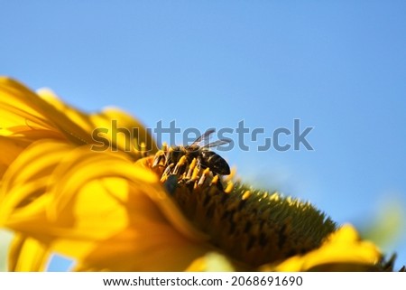 Sunflower with a honey bee with a blue sky on background. Selective focus. High quality photo Royalty-Free Stock Photo #2068691690