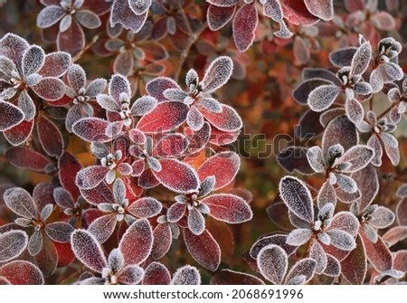 Frozen azalea with red leaves. The first frosts, cold weather, frozen water, frost, and hoarfrost. Macro shot. Early winter. Blurred background.                        Royalty-Free Stock Photo #2068691996