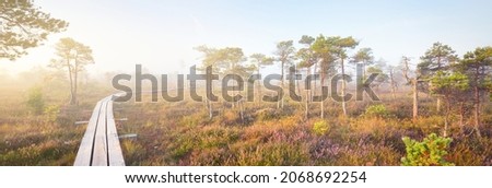 Bog in a morning mist at sunrise. Young pine trees and forest floor of blooming heather flowers, wooden pathway close-up. Clear sky. Idyllic landscape. Kemeri national park, Latvia Royalty-Free Stock Photo #2068692254