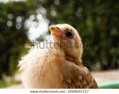 Close up picture of brown chick that standing on a concrete floor