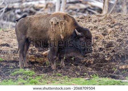 Bison close-up side view displaying large body and horns in its environment and habitat surrounding. Buffalo Picture.