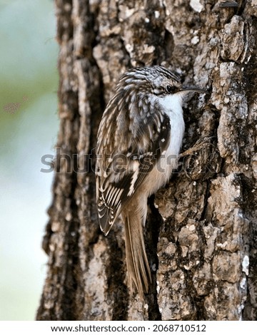Brown Creeper bird close-up on a tree trunk looking for insect in its environment and habitat and displaying camouflage brown feathers, curved claws hook. Close-up. Tree creeper Image. Picture. 