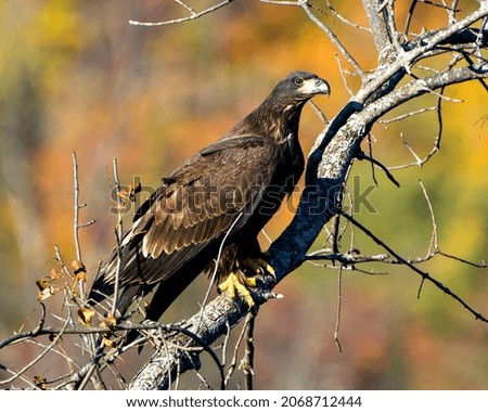Juvenile Bald Eagle perched with a autumn blur background in its environment and habitat surrounding and displaying its dark brown plumage, yellow talons.