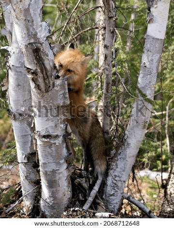 Red fox close-up profile view climbing a birch tree looking for its prey  in its environment and habitat with a coniferous trees background. Fox Image. Picture. Portrait. Photo.