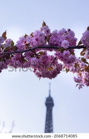Cherry flower and eiffel tower 