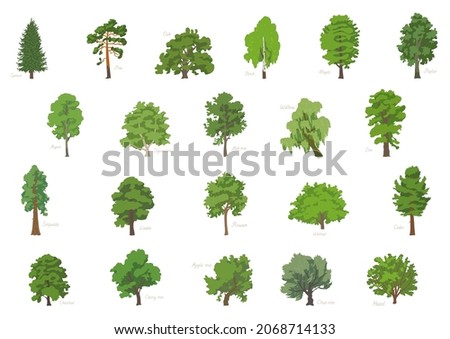 Vector illustration set of different kinds of trees with its names.