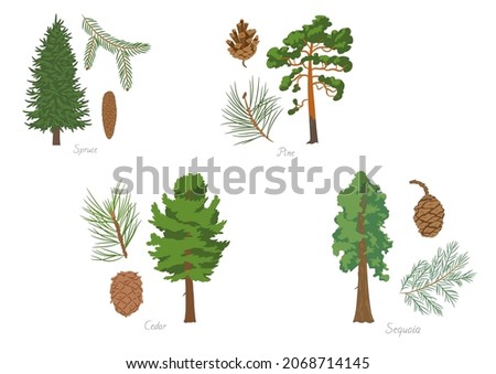 Vector illustration set of different kinds of coniferous trees with its parts and names. Royalty-Free Stock Photo #2068714145