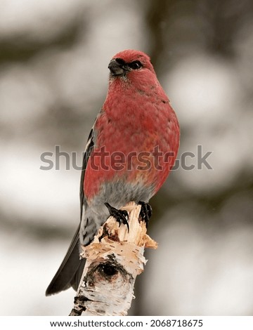 Pine Grosbeak close-up profile view, perched  with a blur background in its environment and habitat displaying red feather plumage. Image. Picture. Portrait. Pine Grosbeak Stock Photo.