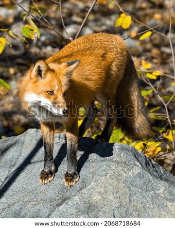 Red fox close-up standing on a big rock and looking at camera with a blur forest background in its environment and habitat. Fox Image. Picture. Portrait.