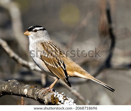 White-crowned sparrow perched on a a tree with blur background in its environment and habitat surrounding, displaying brown feather plumage.