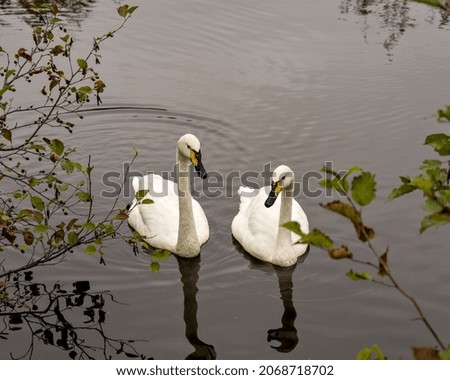 Thundra Swan couple swimming side by side with branches foreground in their environment and habitat surrounding,