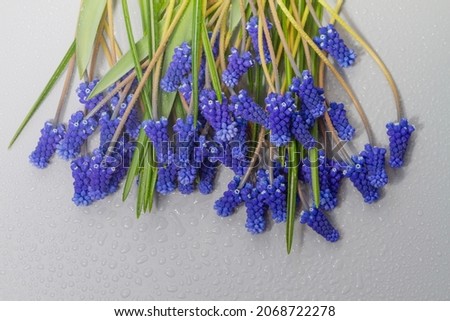 Blue flowers on a gray background in water drops, a spring bouquet.