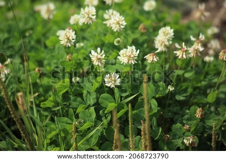 White clover. Trifolium repens, flowering on a field. High quality photo