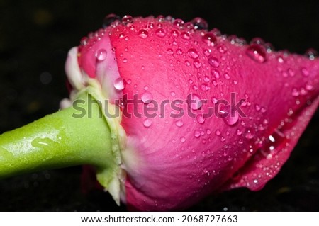 Pink rose with raindrops isolated in black background