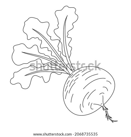 Turnip, farm root vegetable tops, black and white hand drawn doodle vector illustration Royalty-Free Stock Photo #2068735535