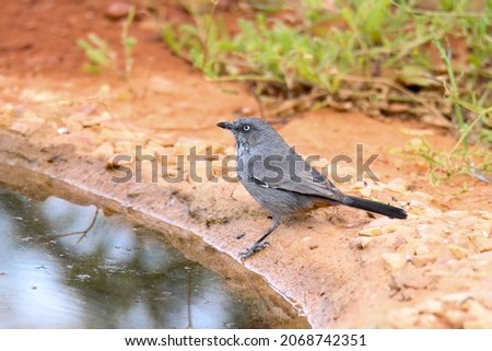 Gamkaberg Nature Reserve, Western Cape:, South Africa: Chestnut-vented tit-babbler Royalty-Free Stock Photo #2068742351