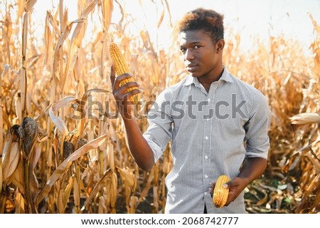 African Farmer stand in the corn plantation field