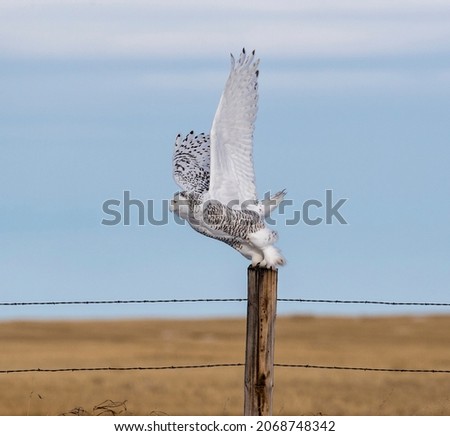 Snowy Owl about to fly off