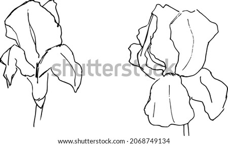 Black and white isolated vector illustration of iris flowers hand drawn in outline sketch style 