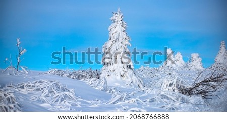 Pine covered snow, christmas tree. Winter background of snow and frost with free space for your decoration. Winter nature.