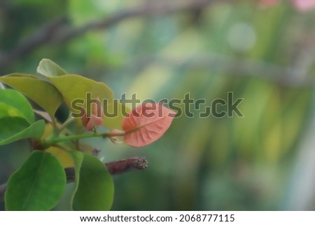 Photo of Bougainvillea flower buds, this photo is useful for flower catalogs and also for flora websites, flora photography
