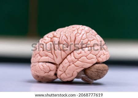 Cerebellum, Thalamus, Medulla oblongata, Spinal cord and Motor Neuron human under the microscope in Lab. Royalty-Free Stock Photo #2068777619