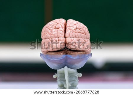 Cerebellum, Thalamus, Medulla oblongata, Spinal cord and Motor Neuron human under the microscope in Lab. Royalty-Free Stock Photo #2068777628