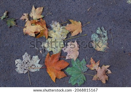 Group of autumnal colors fallen tree leaves on grey street asphalt road top view