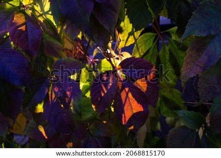 Close up dark purple autmn leaves of vines of Parthenocissus Quinquefolia Engelmannii Virginia Creeper plant into sun light 